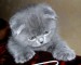Mačka roka 2010 - 2.jpg