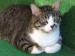 Mačka roka 2010 - 3.jpg